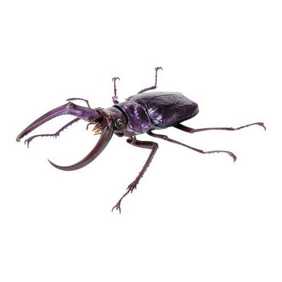 フェイスタメルシワバネクワガタ（メタリックパープル）】いきもの大