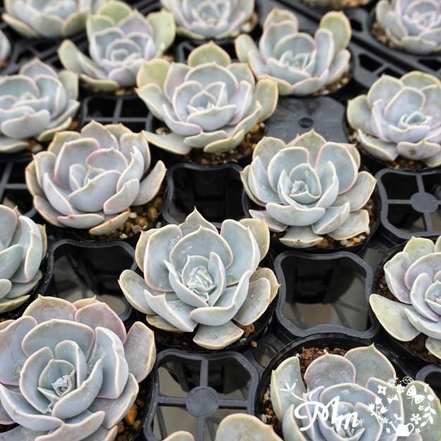 109:Echeveria 'Big Lilac'(エケベリア ビックライラック)6㎝ポット