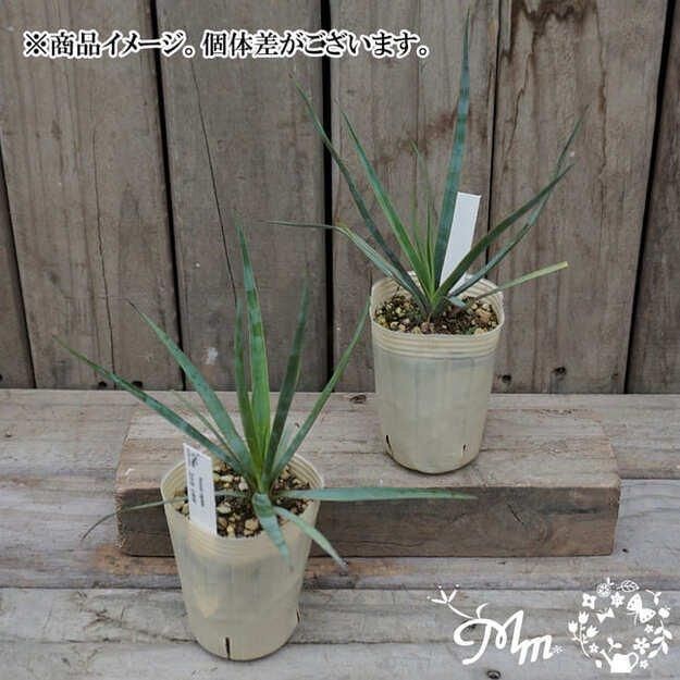 ドライガーデンやインテリアとして楽しめます】ユッカ：リギダ7.5