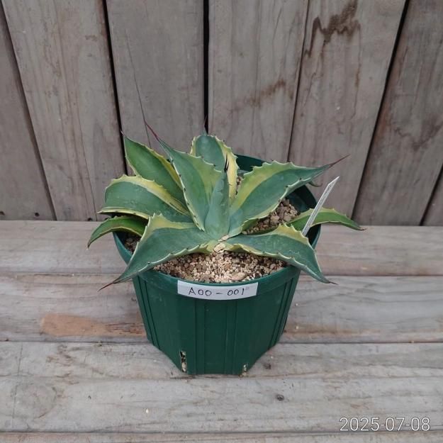 現品販売ID:AOO-001】アガベ オバティフォリアオルカ18cmスリット鉢