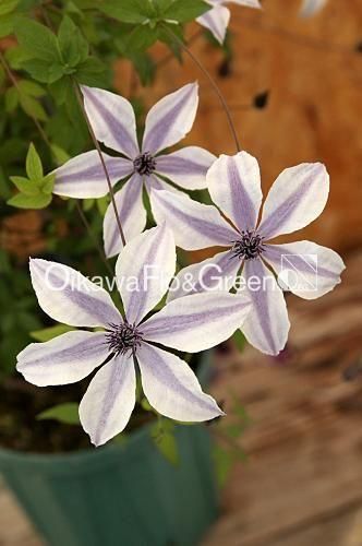 クレマチス専門ナーセリー 及川フラグリーン 風の方位