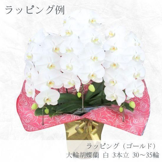 大輪胡蝶蘭 白 3本立 30～35輪 - 胡蝶蘭専門店 Lian