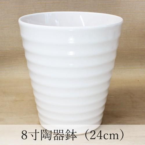 大輪胡蝶蘭 白 3本立 36～41輪 - 胡蝶蘭専門店 Lian