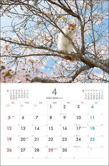 2026 沖昌之 やんちゃで気ままな島猫 - カレンダー倶楽部