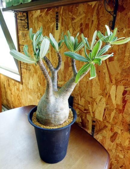 パキポディウム・グラキリス | 塊根植物 - 観葉植物・多肉植物の販売