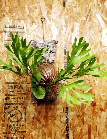 ビカクシダ リドレイ|1点もの - 観葉植物・多肉植物の販売、通販│cocoha