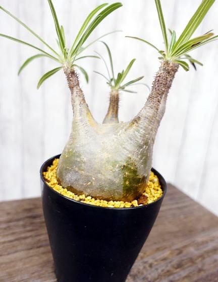 パキポディウム グラキリス | 塊根植物 - 観葉植物・多肉植物の販売