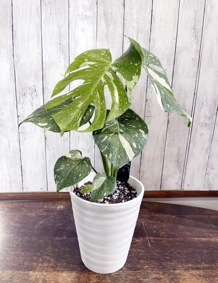 斑入りモンステラ | タイコンステレーション - 観葉植物・多肉植物の