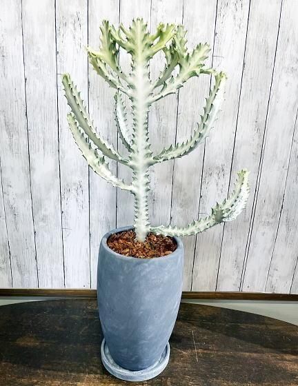 ユーフォルビア・ラクテア | ホワイトゴースト - 観葉植物専門店cocoha