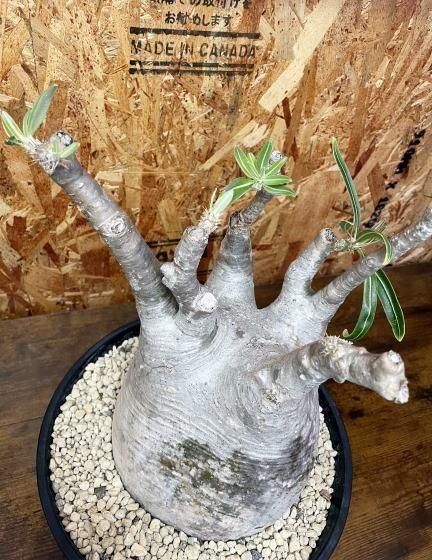 パキポディウム グラキリス | 特大 塊根植物 - 観葉植物専門店cocoha