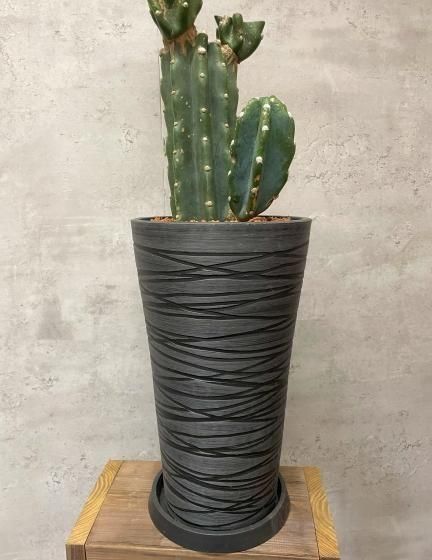 柱サボテン | 1点もの - 観葉植物専門店cocoha（ココハ）｜観葉植物の