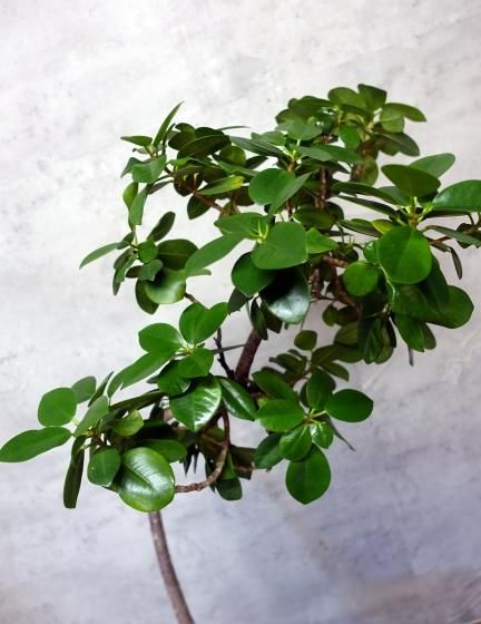 ガジュマル | 天使が宿る木 - 観葉植物専門店cocoha（ココハ）｜観葉