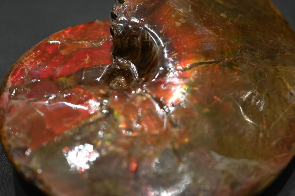 アンモライト（ammolite）