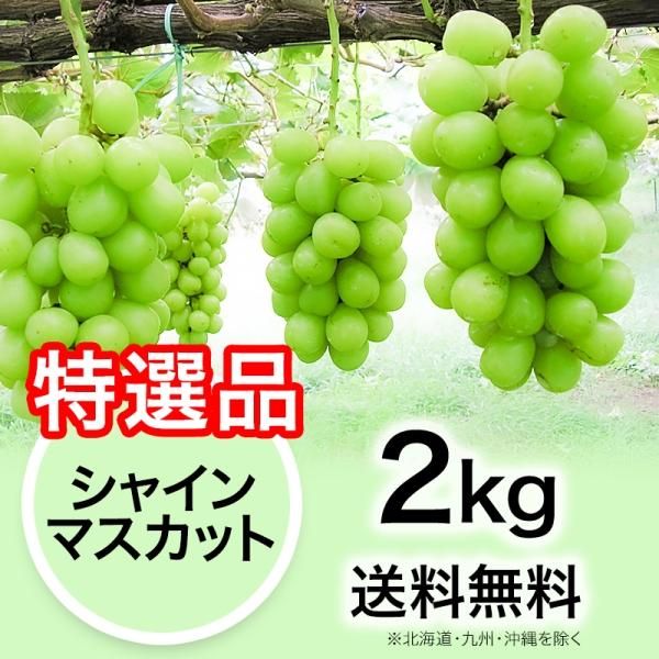 特選品】ぶどう シャインマスカット 2kg | YazawaFarm公式オンライン