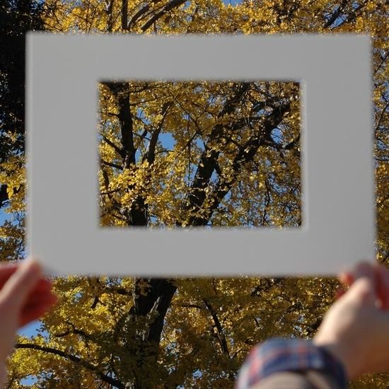 森の美術館フレーム A＋B 4枚 | 自然の風景を切り取るネイチャーゲーム