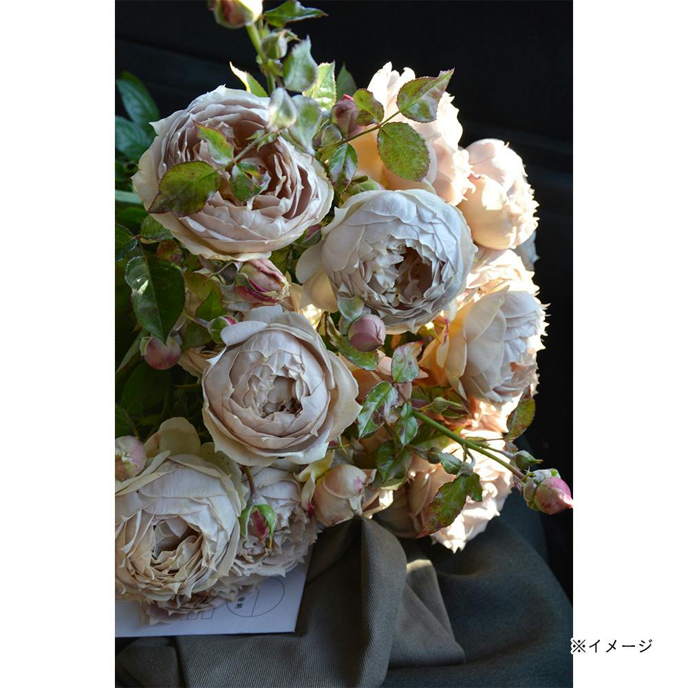 2025年バラ苗予約販売】ルクソール | 花＆グリーン 通販