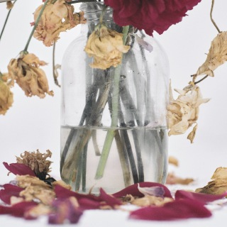 唾奇 / Camellia - OTOTOY