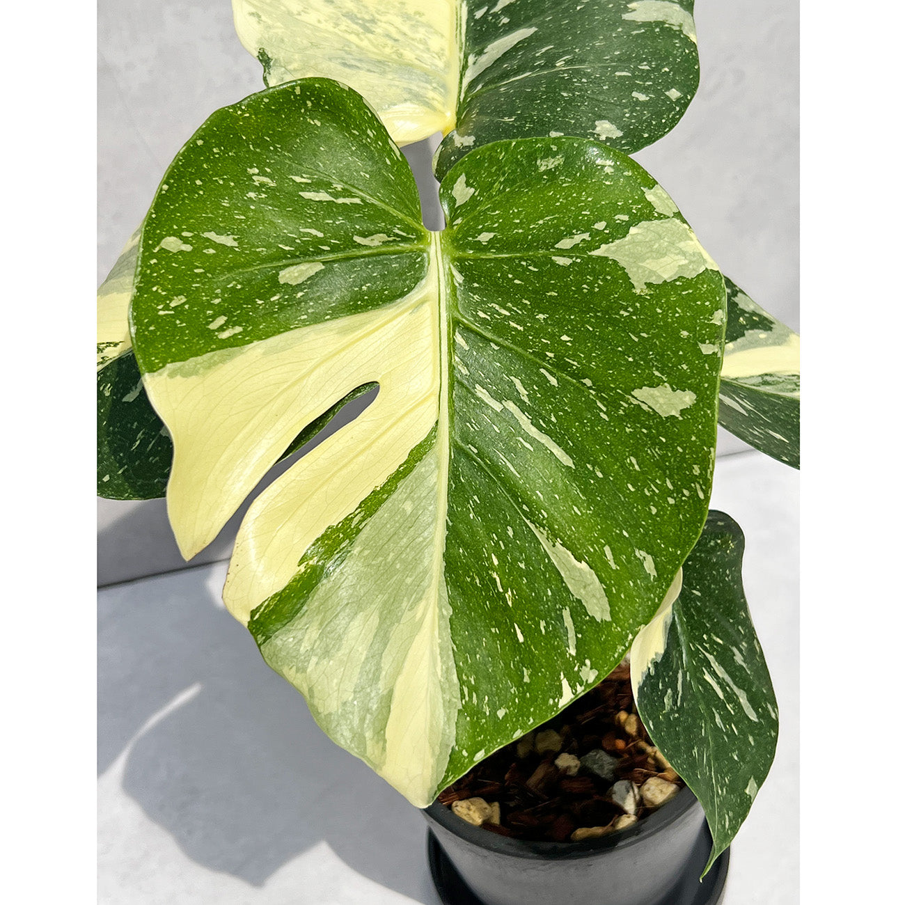 一点もの】モンステラ デリシオーサ タイコンステレーション クリーム