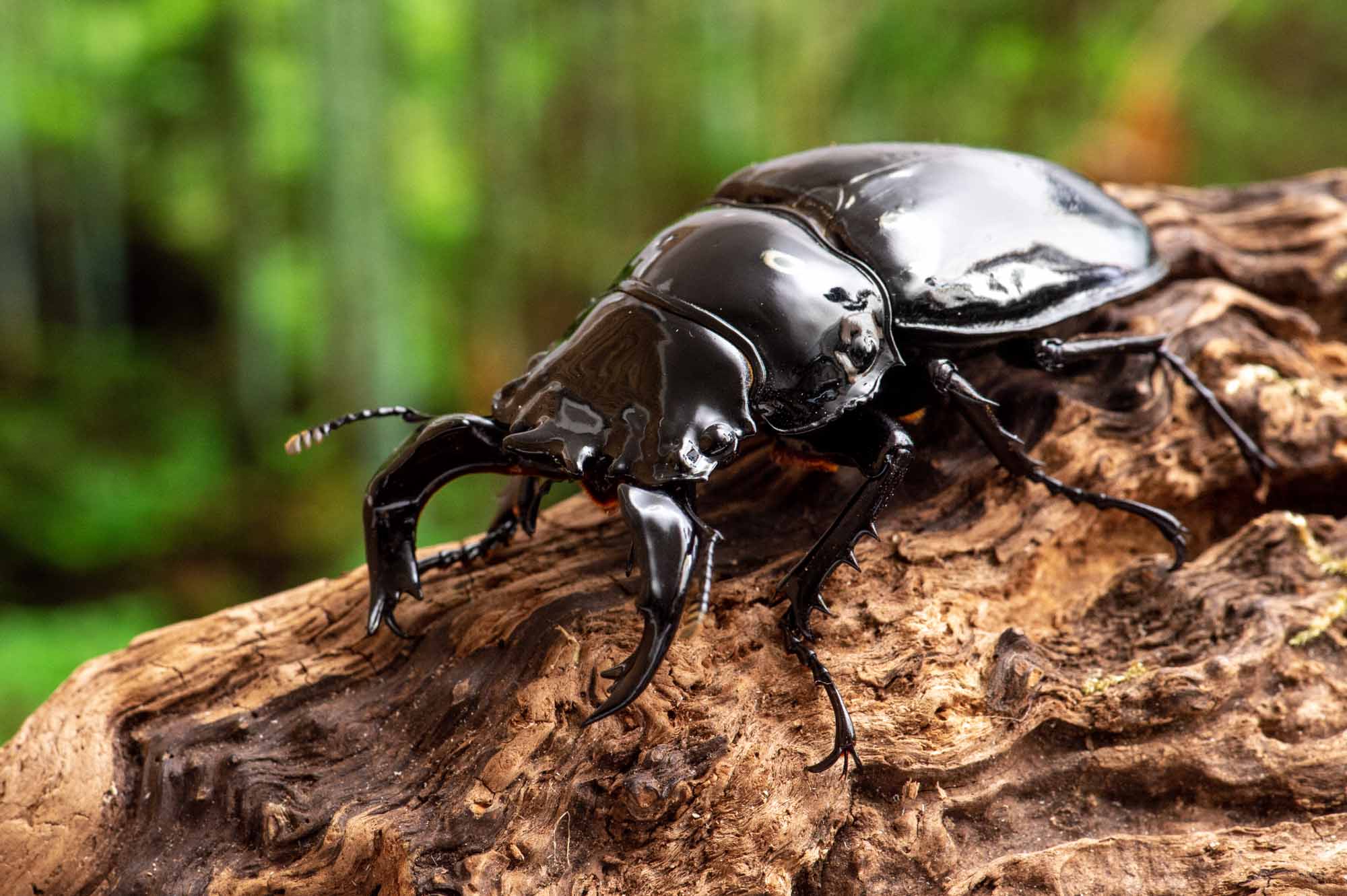タランドゥスオオツヤクワガタ（タランドスオオツヤクワガタ） | 虫の