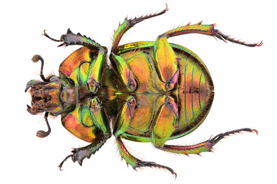 オオセンチコガネ｜INSECT.Minoh.City