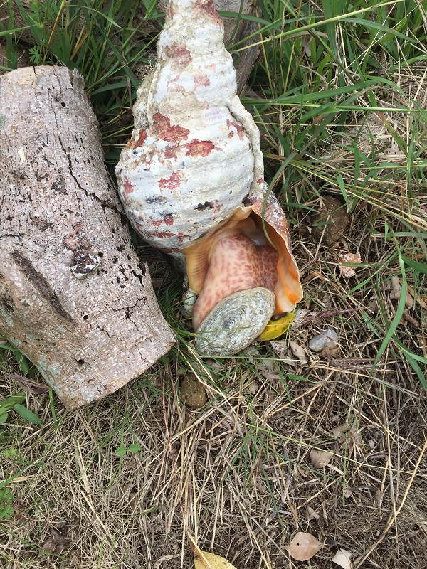 巨大な法螺貝（ホラ貝）の研磨と激臭との奮闘記 | 石垣・遊び