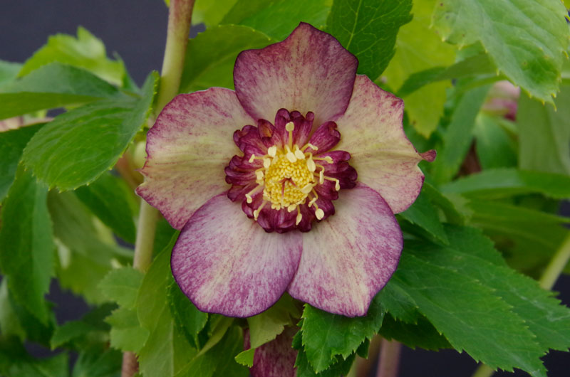 2019年2月1日 クリスマスローズ販売ゴールド系交配入荷。その2。 野田