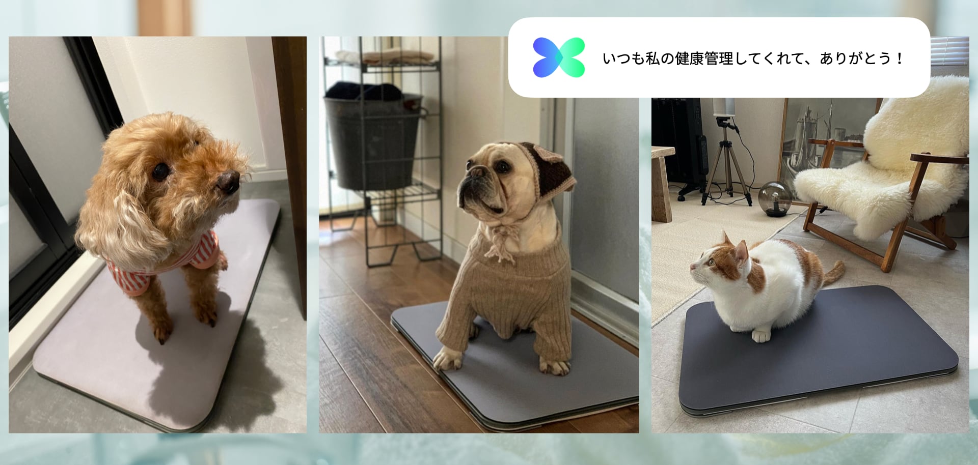 体重管理モード - スマートバスマット公式サイト – issin公式