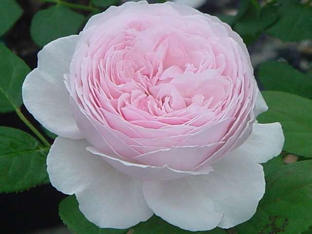 ジェフ・ハミルトン