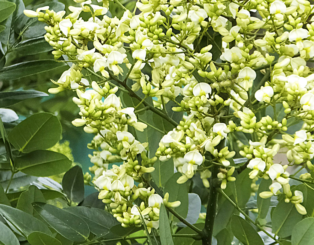 NMNサーチュインブースター - 自由が丘クリニックドクターズプロダクト