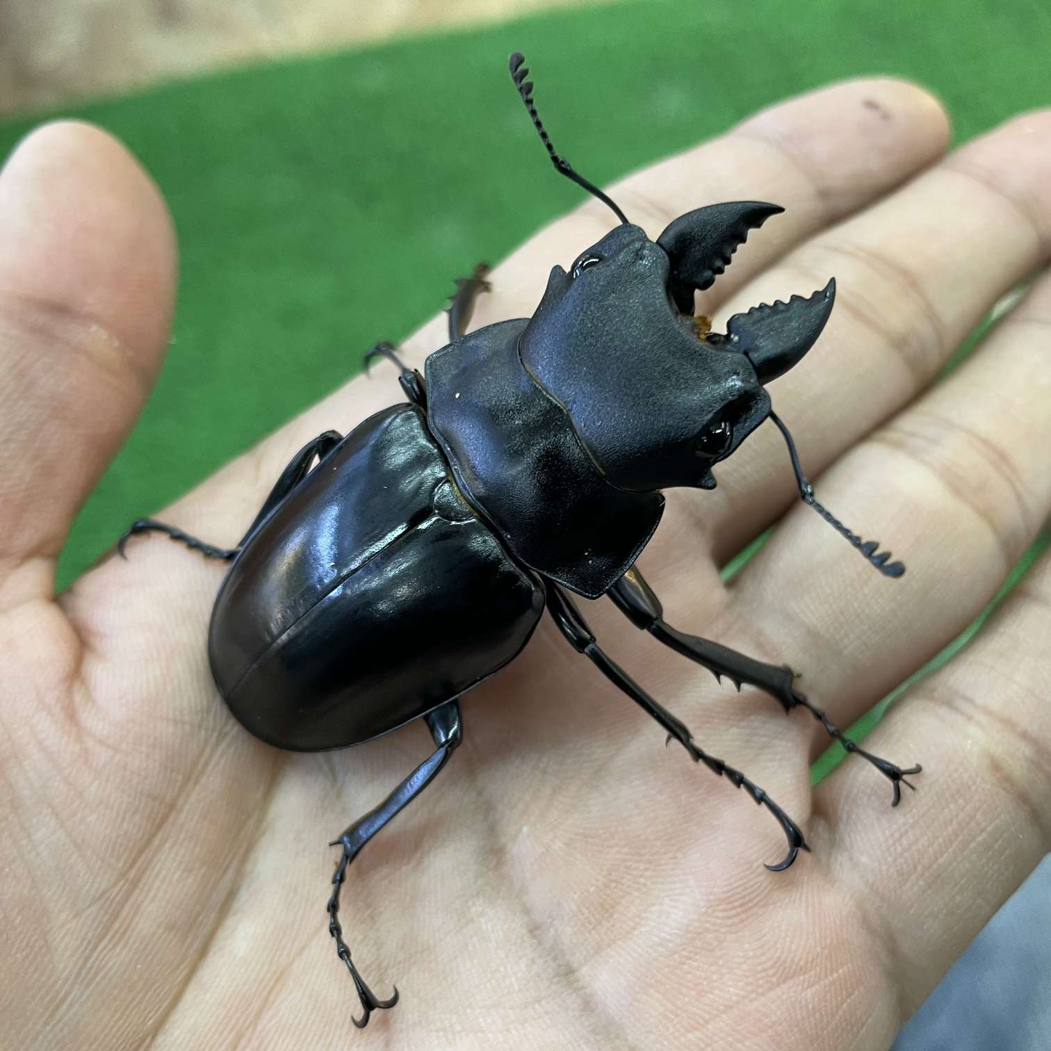 スティーブンスツヤクワガタの販売 2026年 ペットショップJaRep