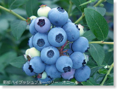 ブルーベリーの品種 - 一般社団法人 日本ブルーベリー協会