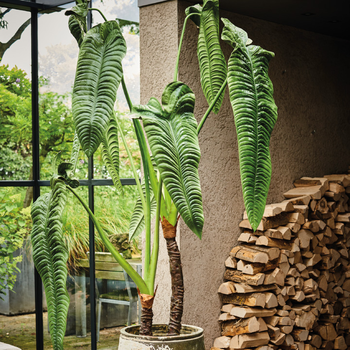 大型 フェイクグリーン「アロカシア 224cm シルカ（Silk-ka