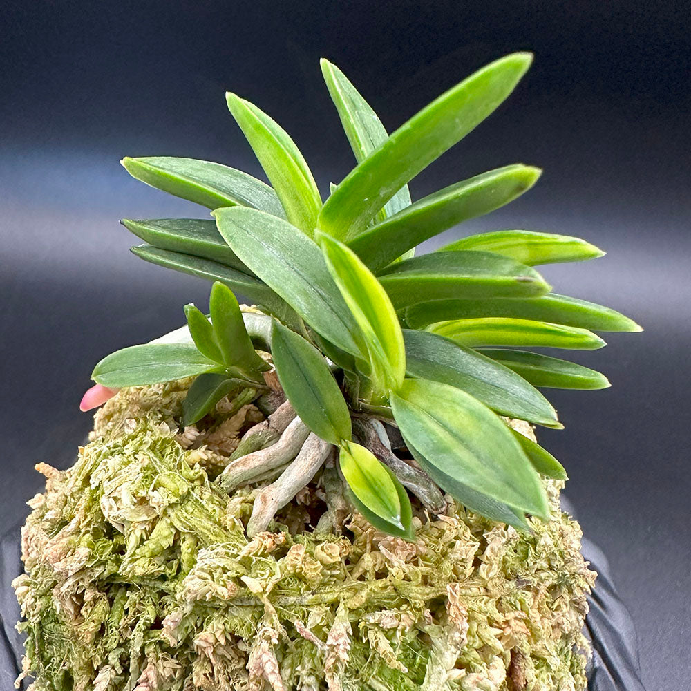 富貴蘭 風蘭 蘭 夢幻錦 むげんにしき 7本立 T648 フウキラン フウラン