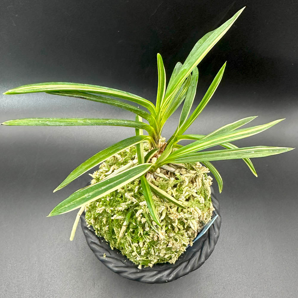 宝石のような観葉植物のお店 【Jewelry Plant】 富貴蘭 紀州白王 き