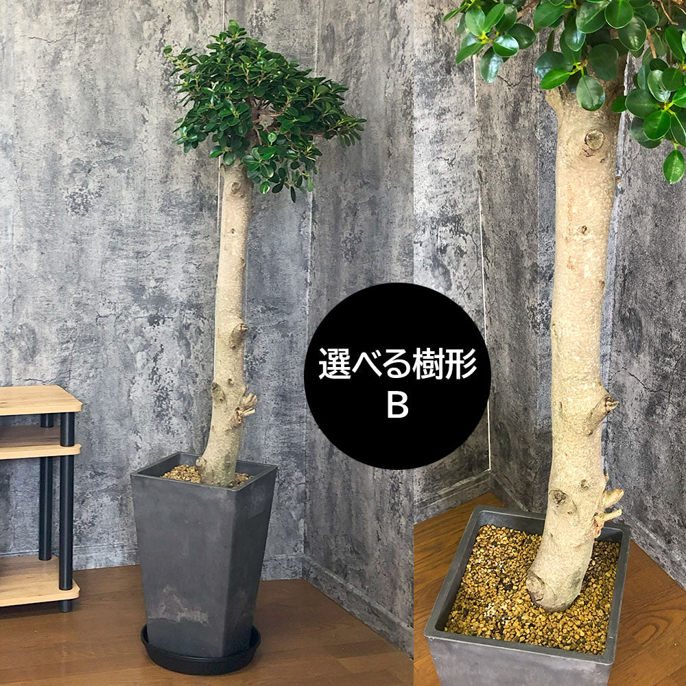 宝石のような観葉植物のお店 【Jewelry Plant】 パンダガジュマル 9号