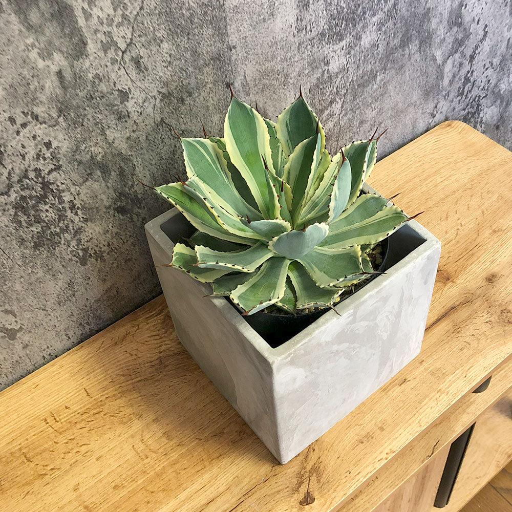 宝石のような観葉植物のお店 【Jewelry Plant】 アガベ 吉祥冠錦