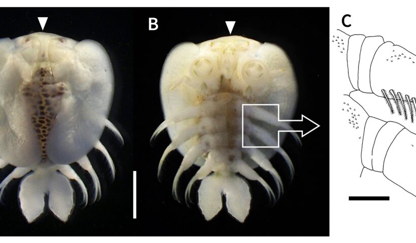 甲殻類 – ページ 2 – Nature of Kagoshima – ONLINE