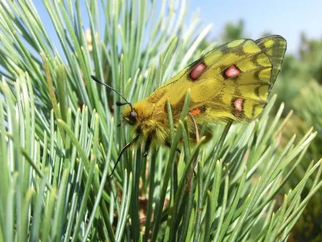 北海道大雪山の昆虫 | 山川自然研究所
