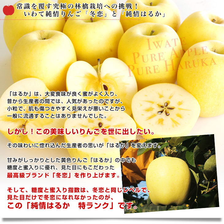 岩手県より産地直送 JA全農いわて いわて純情りんご 純情はるか 5キロ