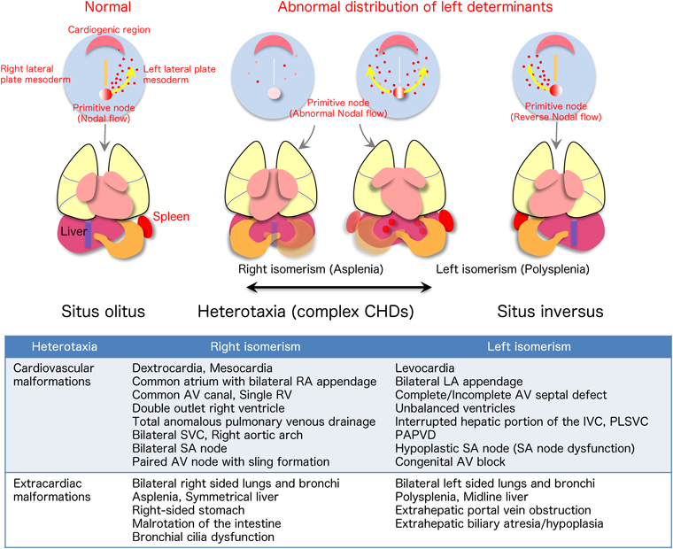 ここまで知っておきたい発生学：発生・形態形成の基礎知識