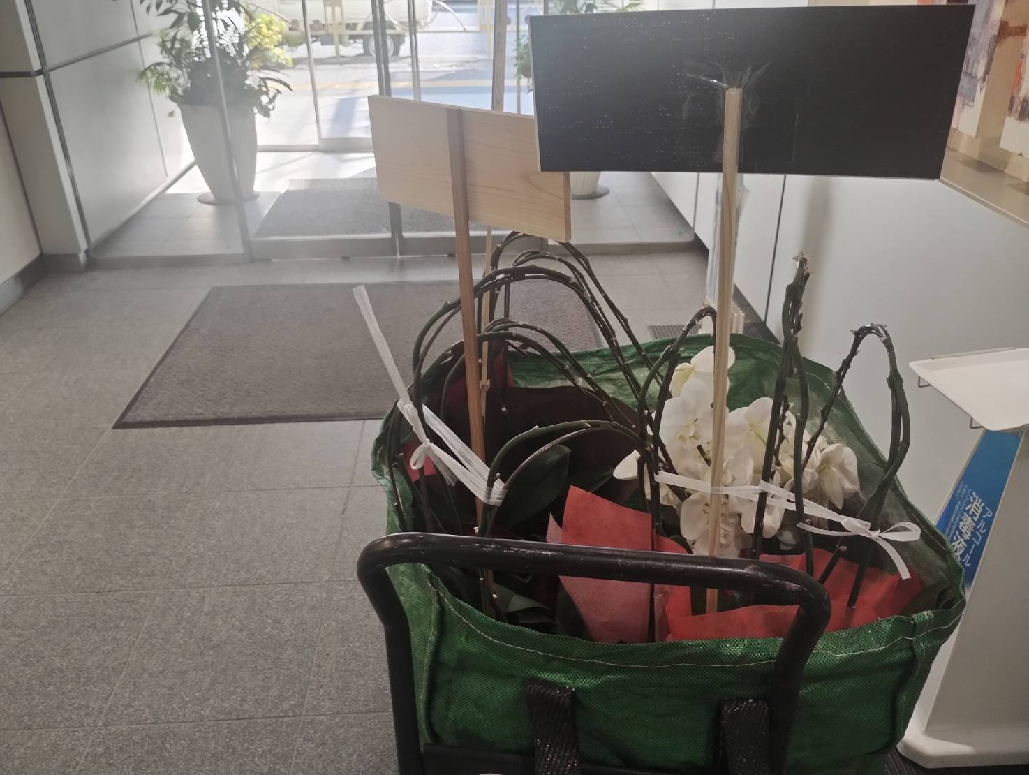 港区 胡蝶蘭3鉢を回収いたしました｜植木回収堂