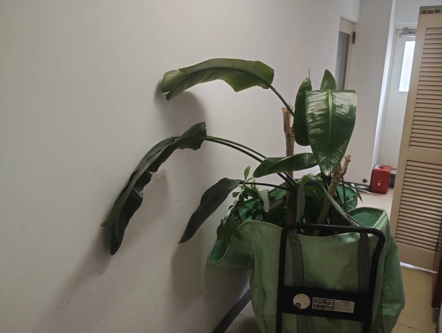 港区 観葉植物3鉢を回収いたしました｜植木回収堂