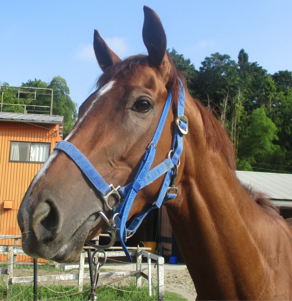 シストロン 牝3歳 ※中央競馬 登録抹消 | サラブレッドオークション
