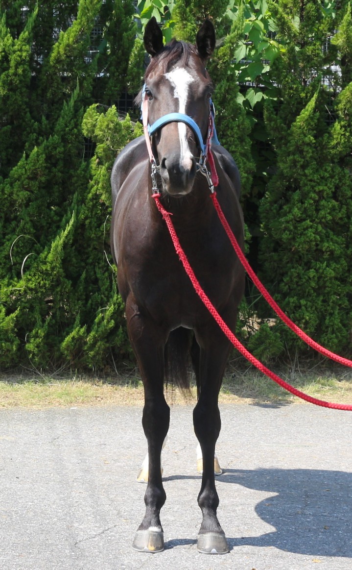 アッケシ 牡3歳 ※中央競馬 登録抹消 | サラブレッドオークション
