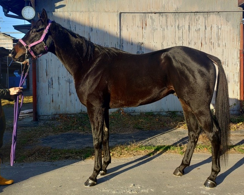 レクエルド 牡3歳 ※地方競馬 在籍 | サラブレッドオークション