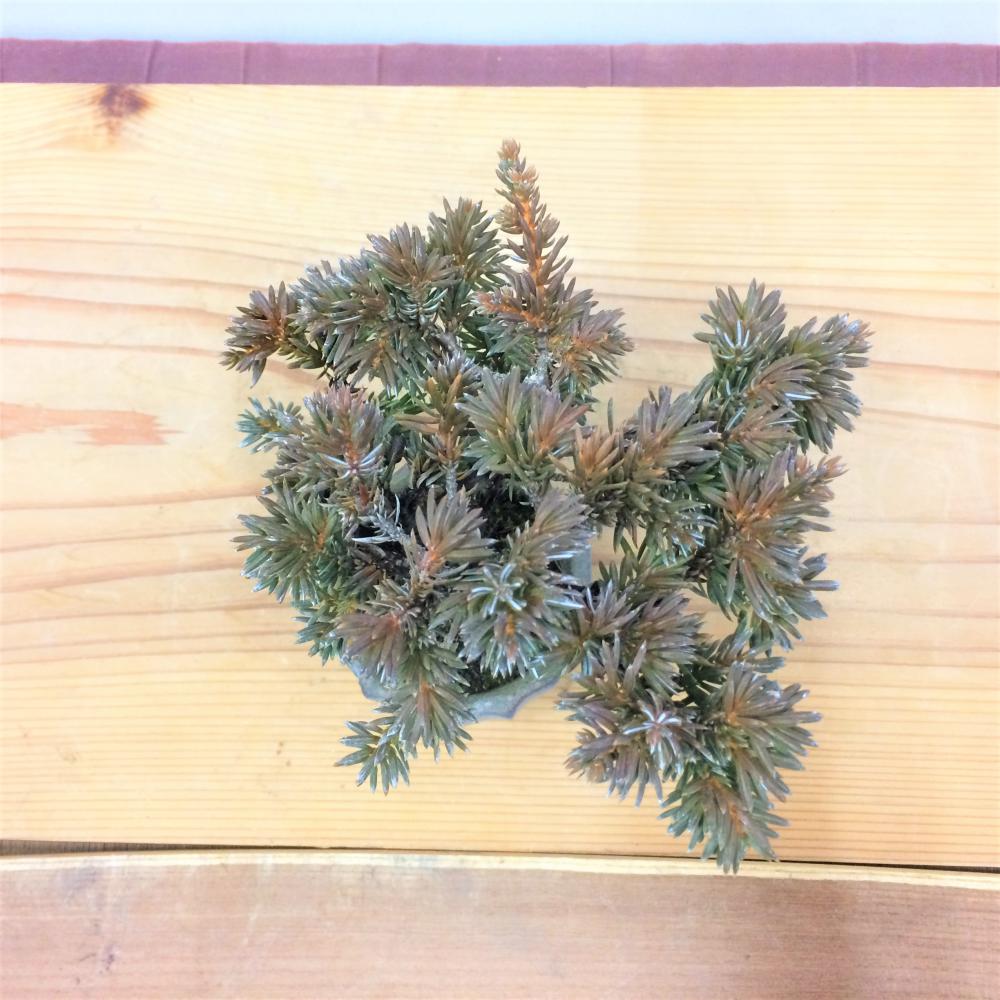 盆栽 紫杜松/盆栽、多肉植物、塊根植物、観葉植物通販/KIDORI -キドリ-