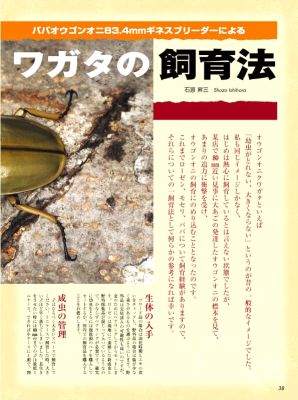 ビークワ30号（BE・KUWA） ミャンマーのクワガタ大特集