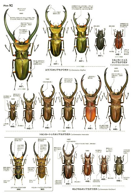 世界のクワガタムシ大図鑑 -むし社- ◇即納 送料無料