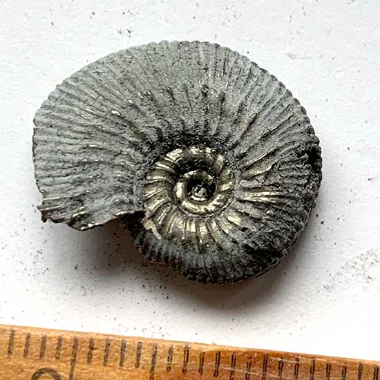 黄鉄鉱化したアンモナイトA～K – きらら舎