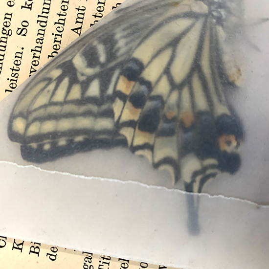 アゲハ蝶の標本 – きらら舎